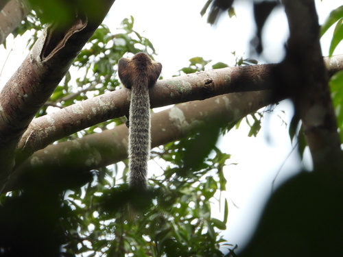 Ratufa bicolor