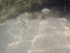 Diplodus hottentotus