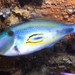 Horseshoe Leatherjacket - Photo (c) J. Martin Crossley, some rights reserved (CC BY-NC-SA), uploaded by J. Martin Crossley
