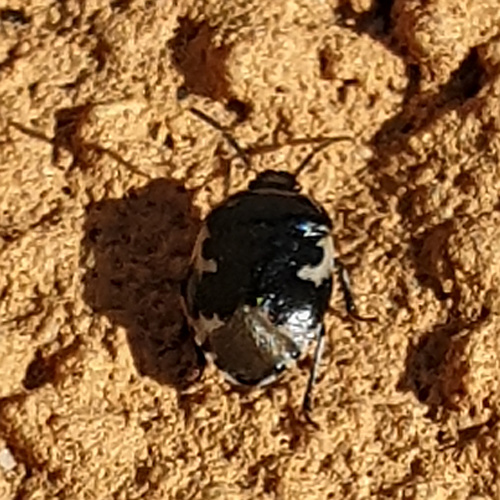Pied shield bug