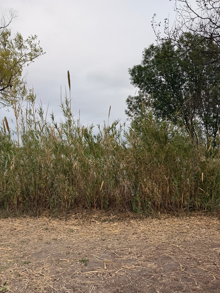 giant reed from S Josephine Tobin Dr, San Antonio, TX, US on March 28 ...