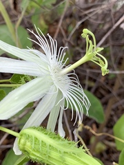 Passiflora pectinata