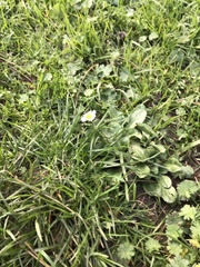 Bellis perennis