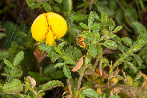 yellow restharrow (Ononis natrix)