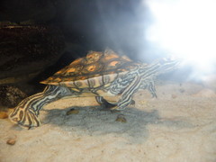 Graptemys flavimaculata