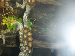 Graptemys flavimaculata