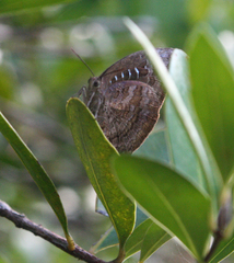Arhopala centaurus nakula