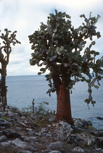 Galápagos Pricklypear (Opuntia galapageia)