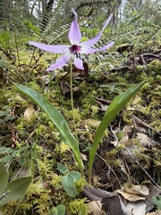 Erythronium hendersonii, photograph (c) Dee Shea Himes, some rights reserved (CC BY)