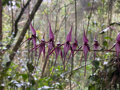 (c) Simón Ruiz-Triana, some rights reserved (CC BY) Pleurothallis phalangifera, photograph (c) Simón Ruiz-Triana, some rights reserved (CC BY)