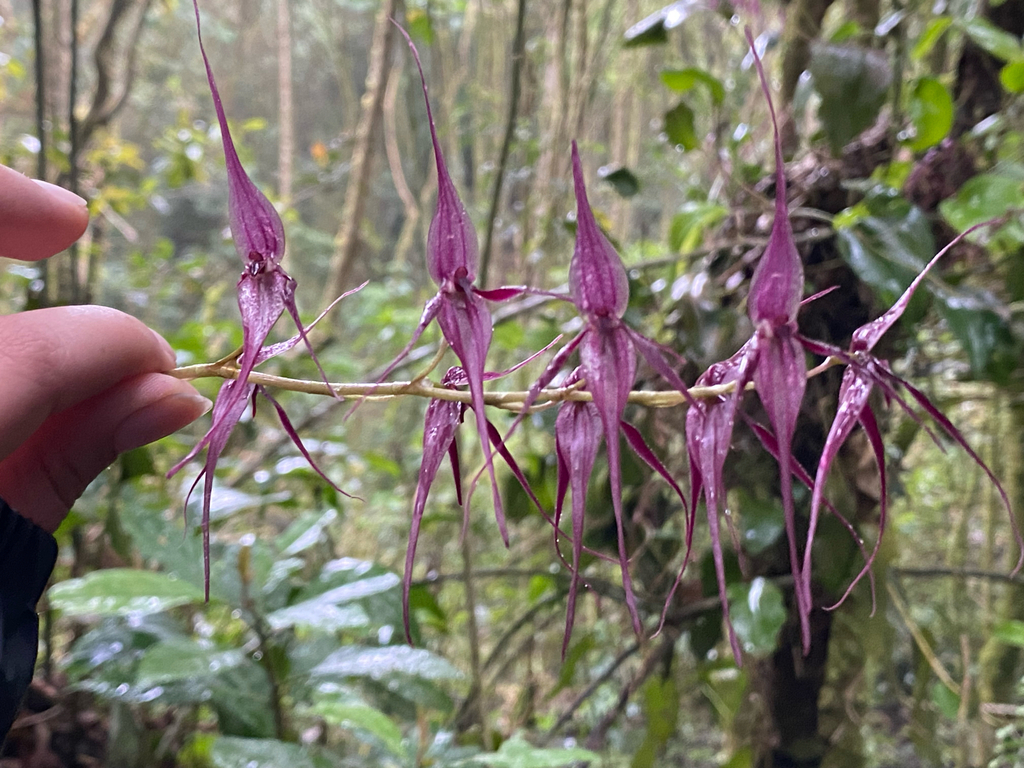 Pleurothallis phalangifera; photograph (c) Simón Ruiz-Triana, some rights reserved (CC BY)