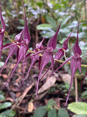 (c) Simón Ruiz-Triana, some rights reserved (CC BY) Pleurothallis phalangifera, photograph (c) Simón Ruiz-Triana, some rights reserved (CC BY)