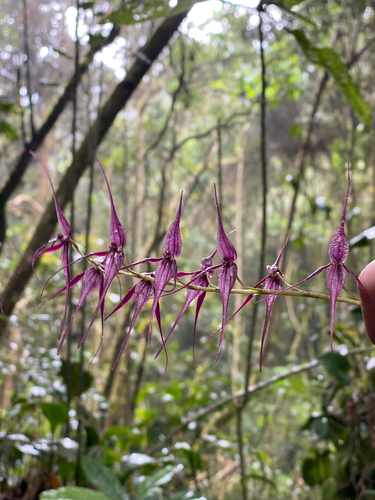 Pleurothallis phalangifera, photograph 2