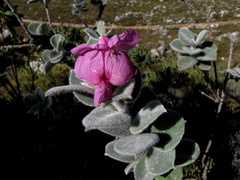 Podalyria hirsuta