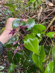 (c) Simón Ruiz-Triana, some rights reserved (CC BY) Pleurothallis phalangifera, photograph (c) Simón Ruiz-Triana, some rights reserved (CC BY)