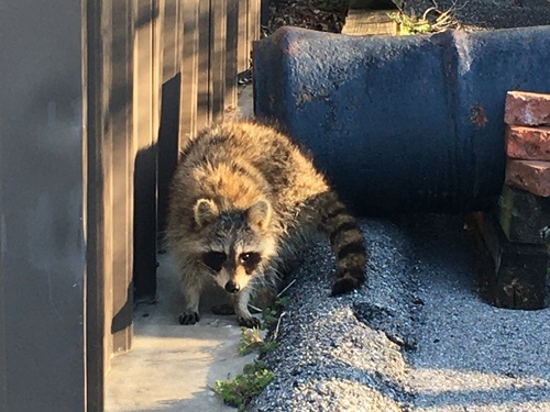 iNaturalist observation 2020-03-09