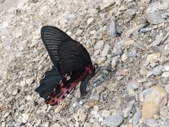 Papilio thaiwanus