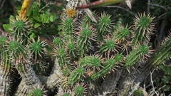Euphorbia mammillaris
