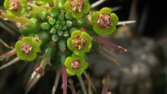 Euphorbia mammillaris