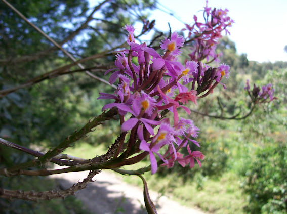Epidendrum arachnoglossum Rchb.f. ex André 4