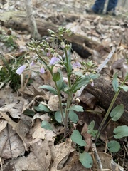 Cardamine douglassii
