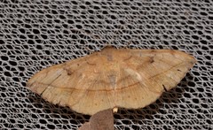 Anticarsia irrorata