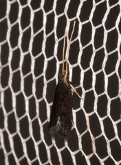 Lecithocera terrigena