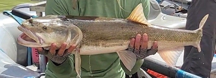 Colorado Pikeminnow photo 8