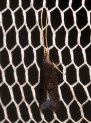 Lecithocera terrigena