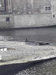 Phalacrocorax carbo