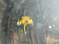 Phyllobates terribilis