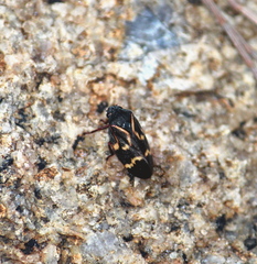 Deois flexuosa