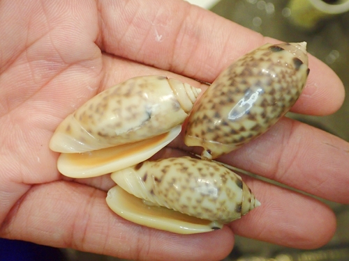Oliva amethystina