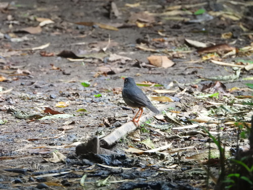 Slaty-backed Nightingale-Thrush (Catharus fuscater), photo 10