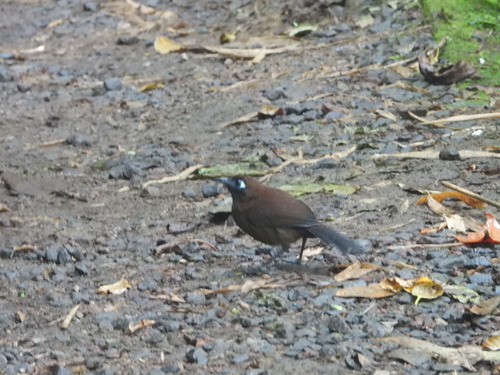 Zeledon's Antbird (Hafferia zeledoni)