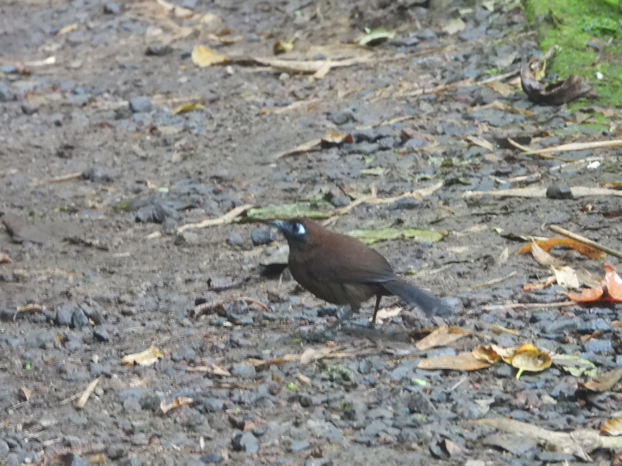 Zeledon's Antbird (Hafferia zeledoni), photo 1