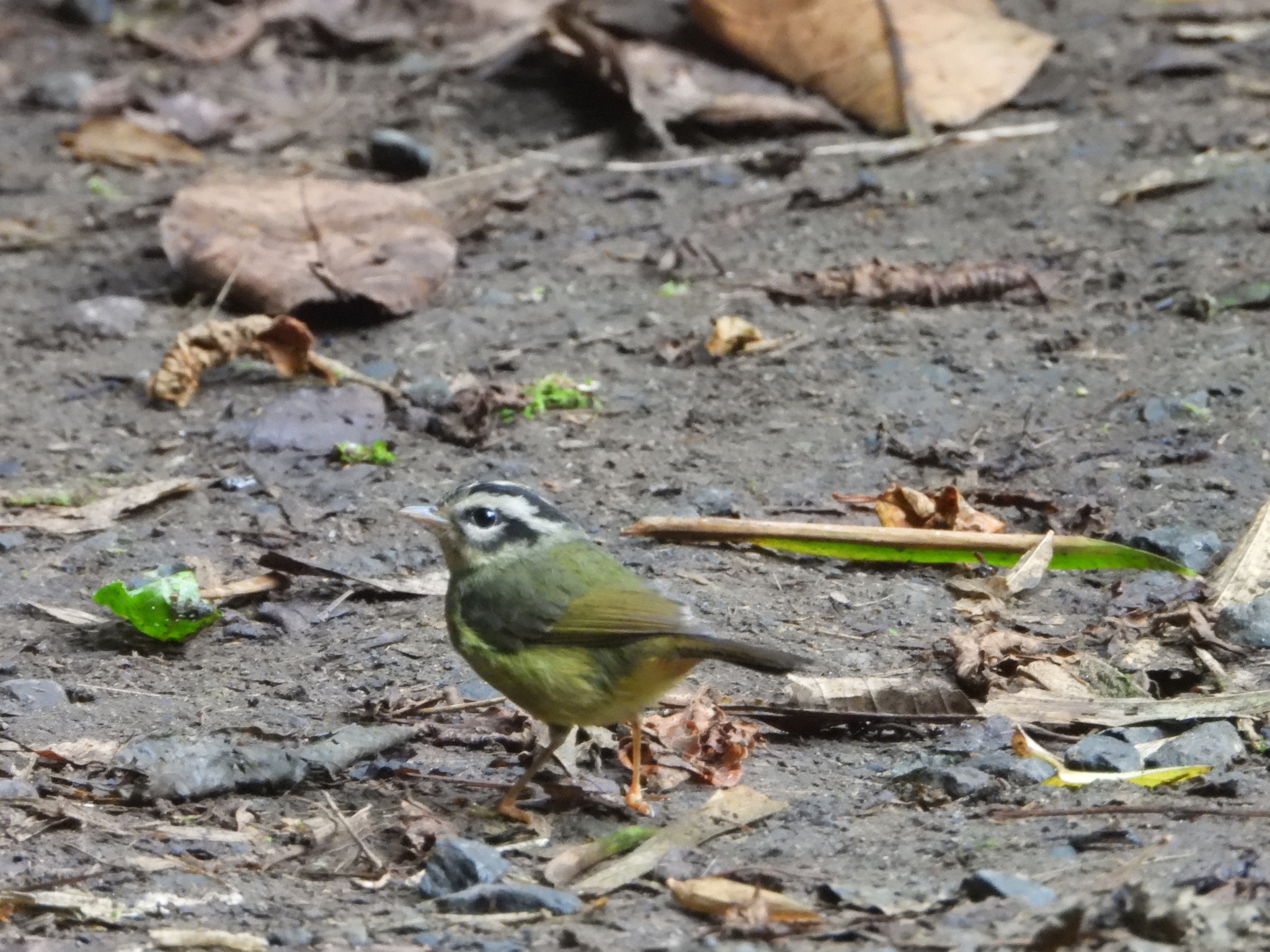 Black-eared Warbler (Basileuterus melanotis), photo 6