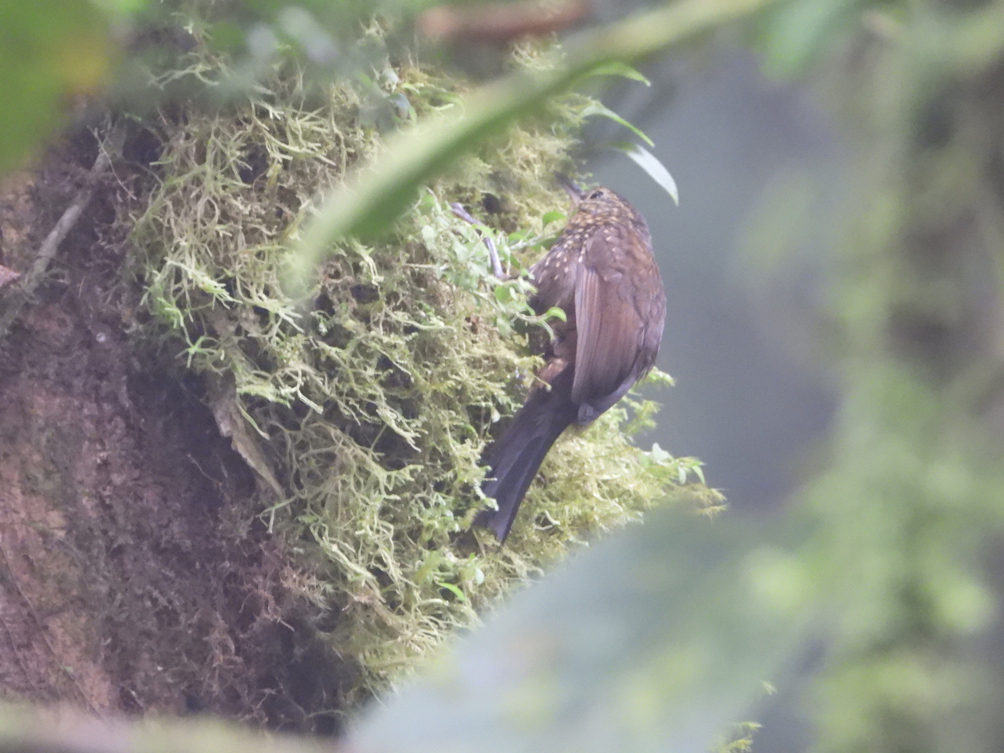 Spotted Barbtail (Premnoplex brunnescens), photo 7