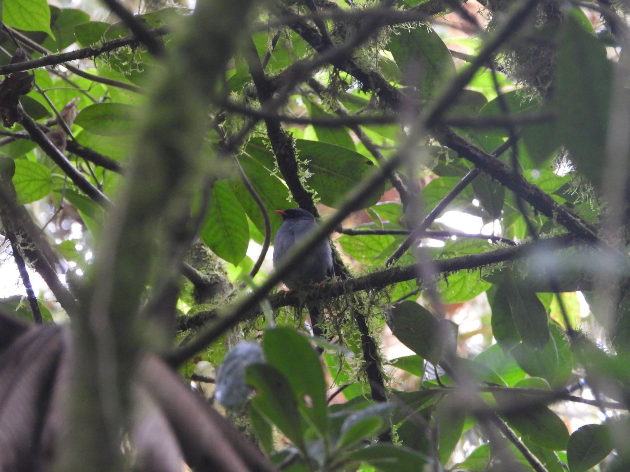 Black-faced Solitaire (Myadestes melanops), photo 3