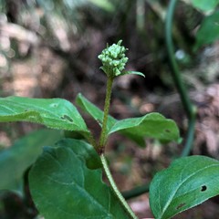 Cornus asperifolia