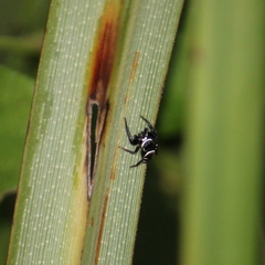 Naubolus