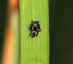 Naubolus