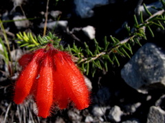 Erica cerinthoides cerinthoides