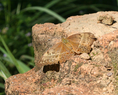Cirrochroa tyche mithila