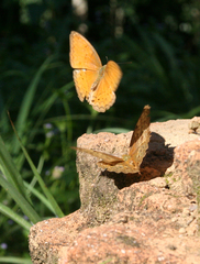 Cirrochroa tyche mithila
