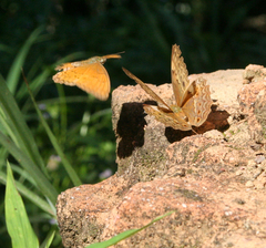 Cirrochroa tyche mithila