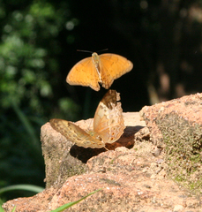Cirrochroa tyche mithila