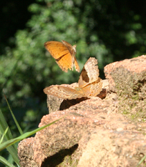 Cirrochroa tyche mithila