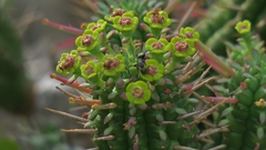 Euphorbia mammillaris