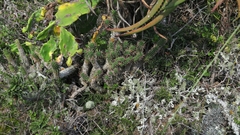Euphorbia mammillaris